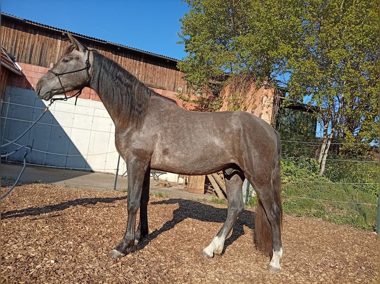 PRE Ogier 2 lat 158 cm Siwa in Langschlag
