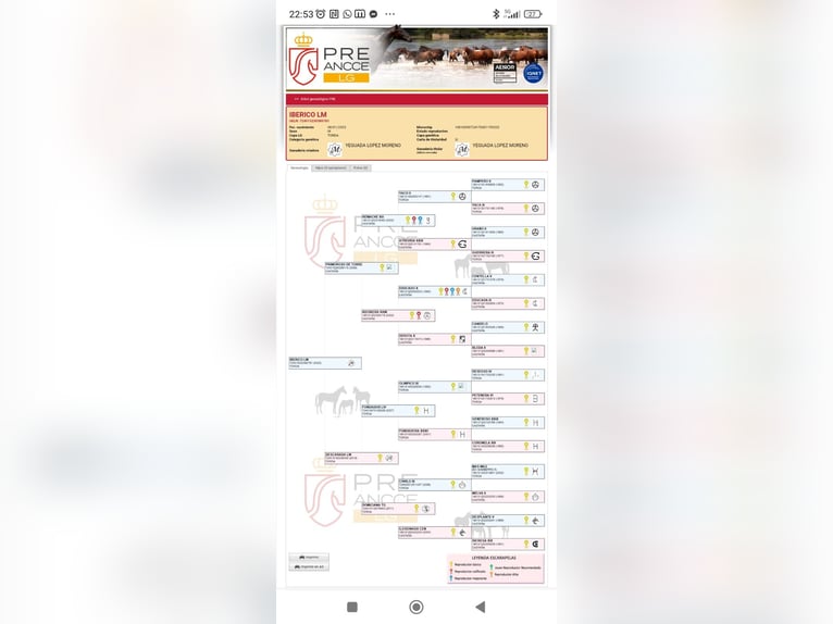 PRE Ogier 2 lat 158 cm Stalowosiwy in Valencia