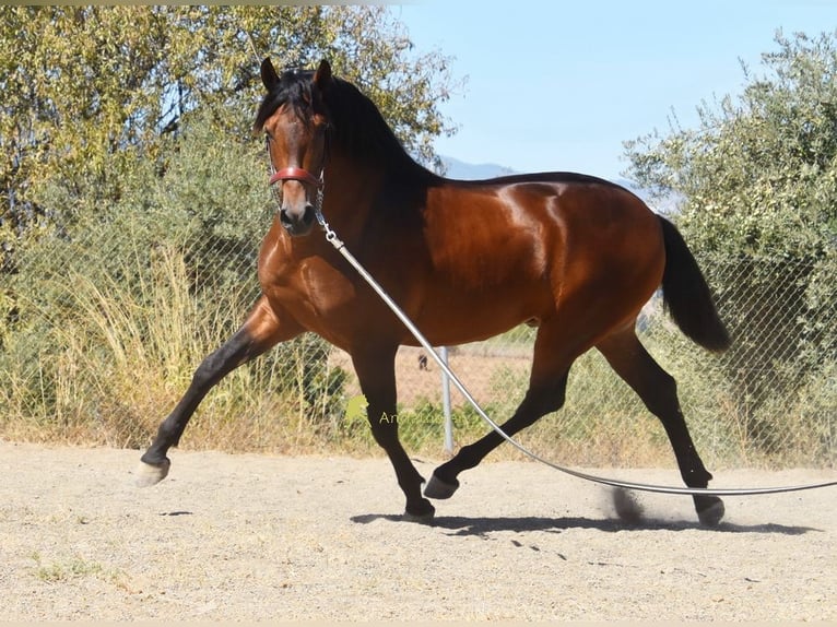 PRE Ogier 2 lat 160 cm Gniada in Provinz Malaga