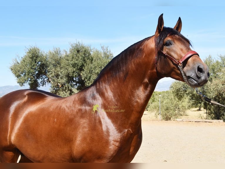 PRE Ogier 2 lat 160 cm Gniada in Provinz Malaga