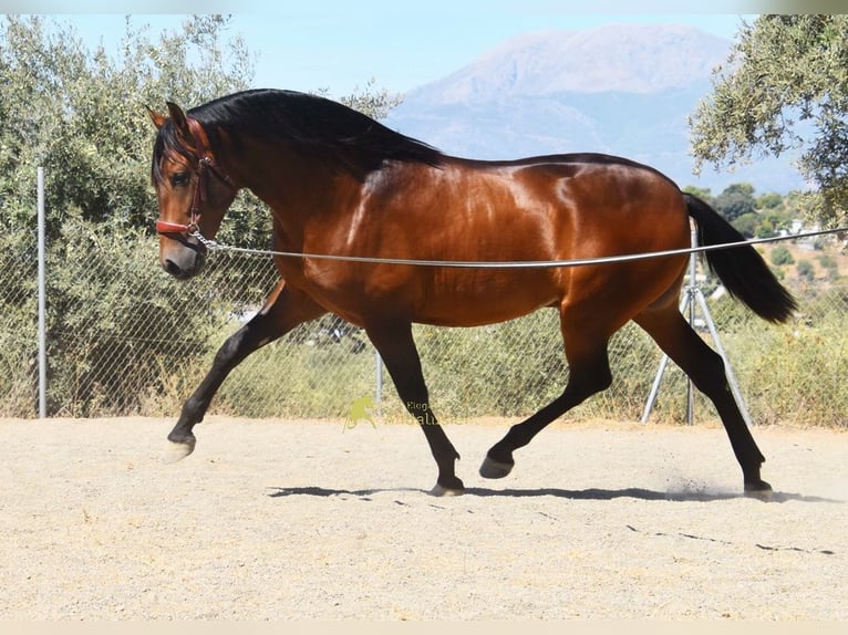 PRE Ogier 2 lat 160 cm Gniada in Provinz Malaga