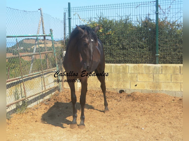 PRE Mix Ogier 2 lat 160 cm Kara in Vejer de la Frontera