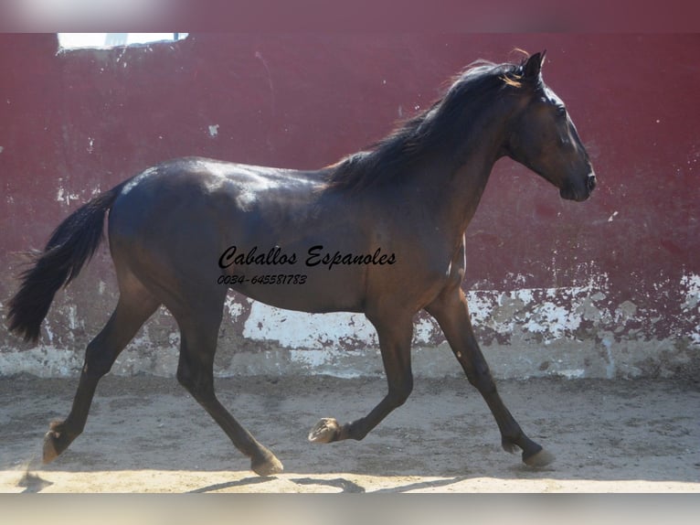 PRE Mix Ogier 2 lat 160 cm Kara in Vejer de la Frontera