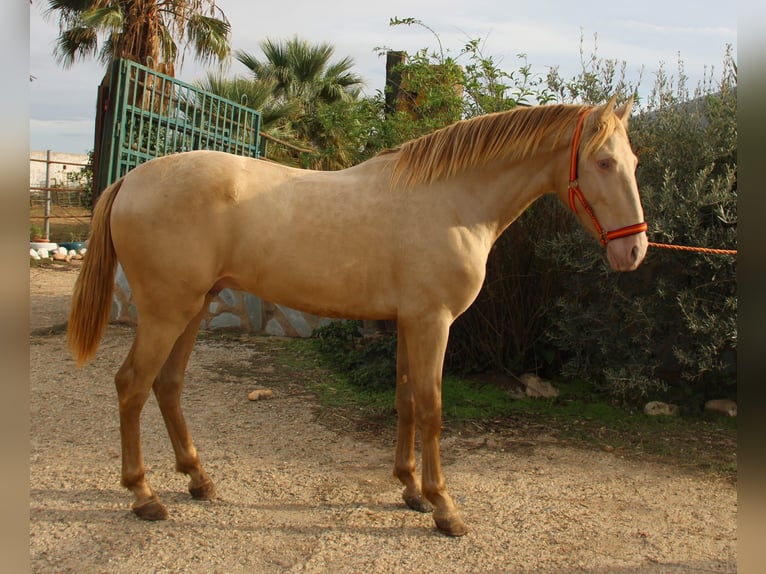 PRE Mix Ogier 2 lat 160 cm Perlino in Vejer de la Frontera