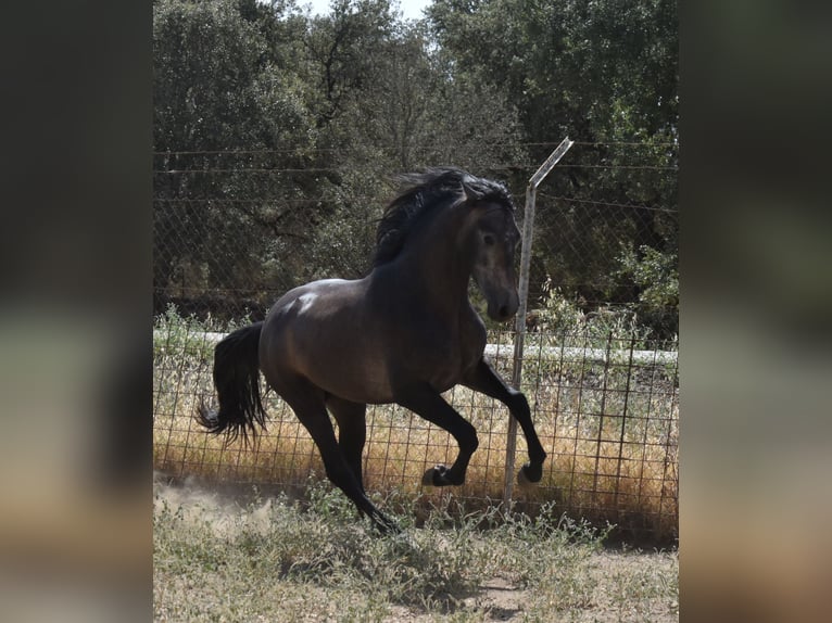 PRE Ogier 2 lat 161 cm Siwa jabłkowita in Sevilla