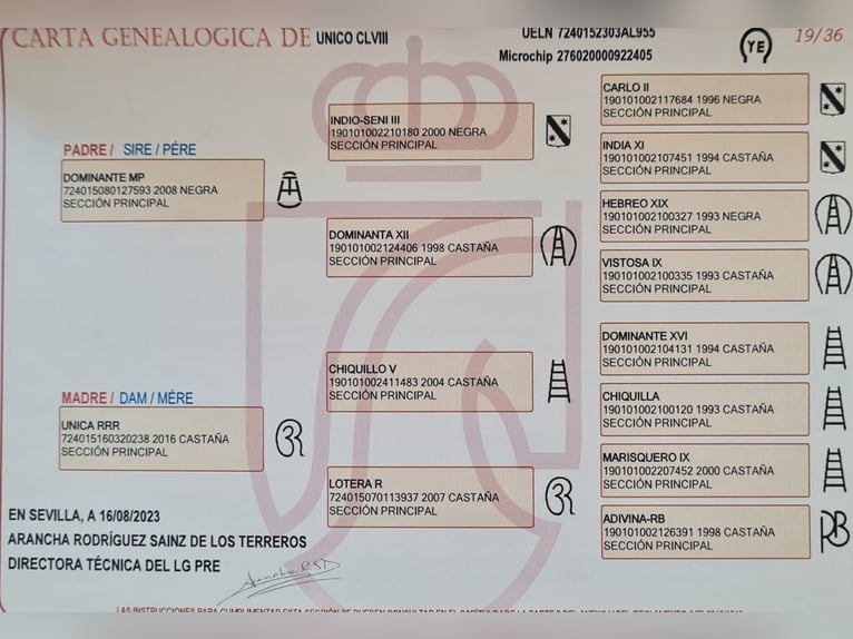 PRE Mix Ogier 2 lat 162 cm Ciemnogniada in Bahlingen am Kaiserstuhl
