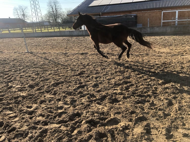 PRE Mix Ogier 2 lat 162 cm Ciemnogniada in Bahlingen am Kaiserstuhl