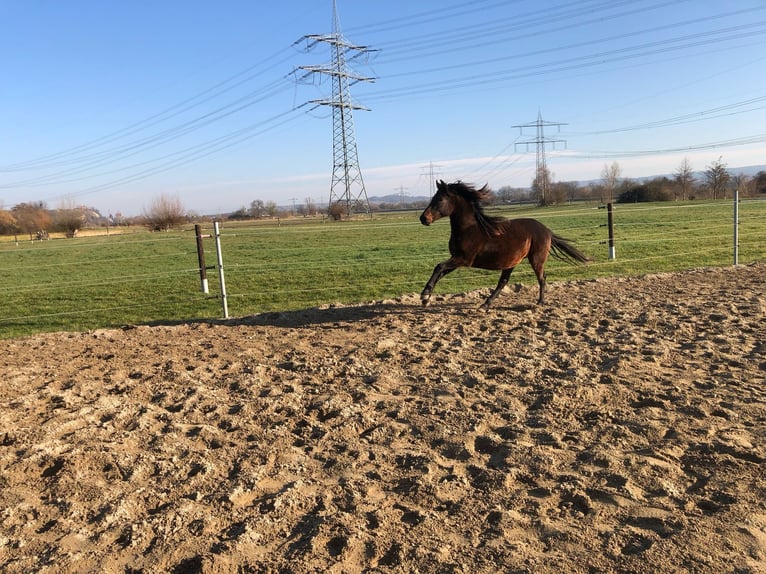 PRE Mix Ogier 2 lat 162 cm Ciemnogniada in Bahlingen am Kaiserstuhl