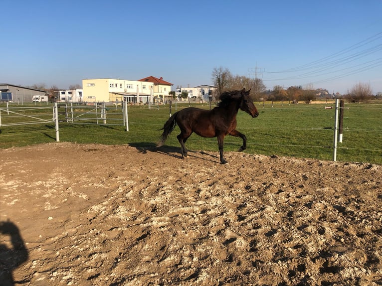 PRE Mix Ogier 2 lat 162 cm Ciemnogniada in Bahlingen am Kaiserstuhl