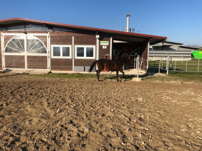 PRE Mix Ogier 2 lat 162 cm Ciemnogniada in Bahlingen am Kaiserstuhl