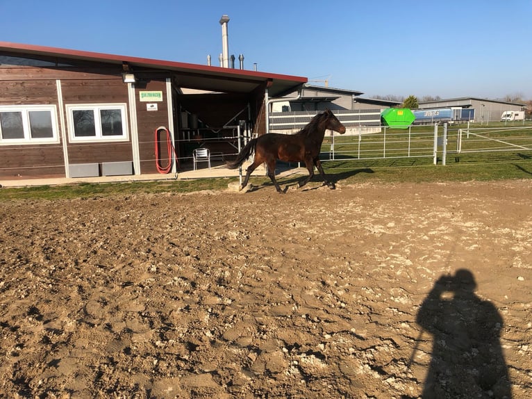 PRE Mix Ogier 2 lat 162 cm Ciemnogniada in Bahlingen am Kaiserstuhl