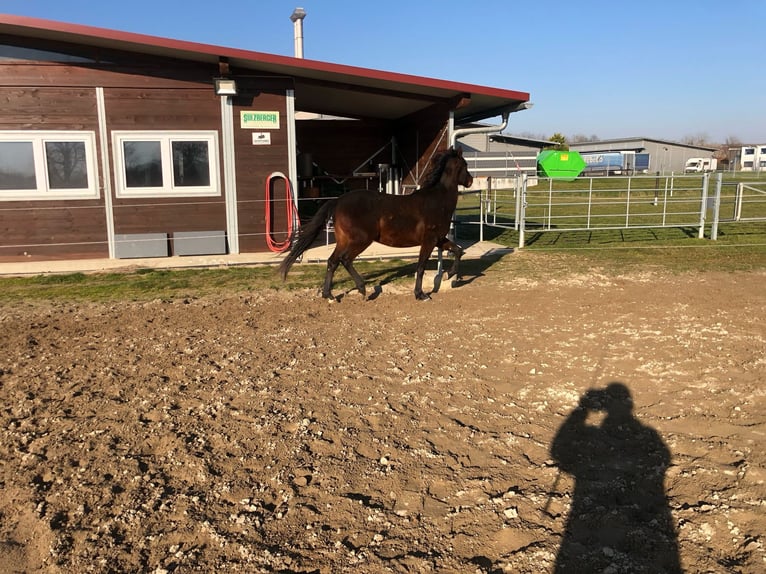 PRE Mix Ogier 2 lat 162 cm Ciemnogniada in Bahlingen am Kaiserstuhl