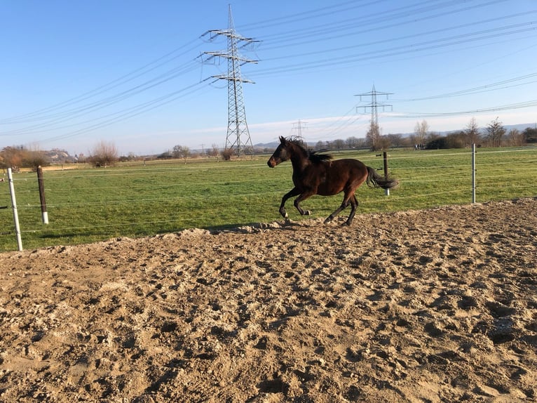 PRE Mix Ogier 2 lat 162 cm Ciemnogniada in Bahlingen am Kaiserstuhl