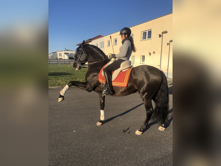 PRE Mix Ogier 2 lat 162 cm Ciemnogniada in Bahlingen am Kaiserstuhl