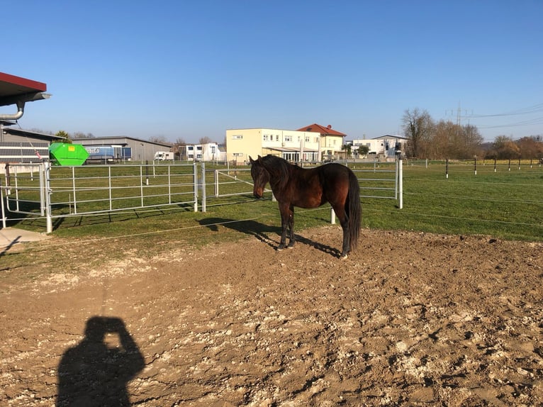 PRE Mix Ogier 2 lat 162 cm Ciemnogniada in Bahlingen am Kaiserstuhl