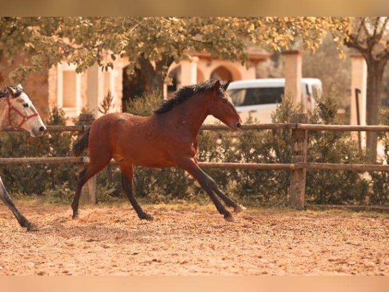 PRE Ogier 2 lat 162 cm Gniada in Felanitx