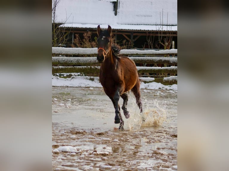 PRE Mix Ogier 2 lat 162 cm Gniada in Brandis