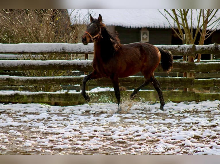 PRE Mix Ogier 2 lat 162 cm Gniada in Brandis
