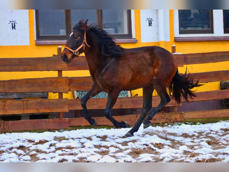 PRE Mix Ogier 2 lat 162 cm Gniada in Brandis
