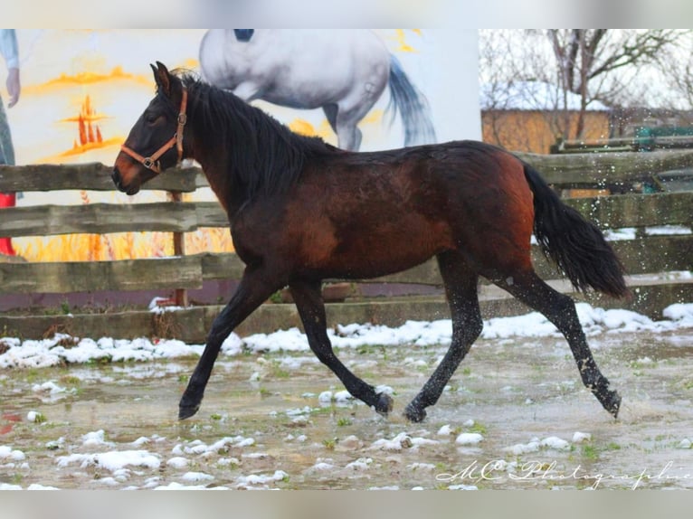 PRE Mix Ogier 2 lat 162 cm Gniada in Brandis