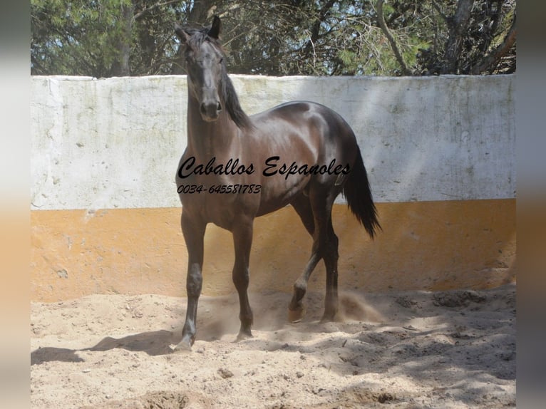 PRE Mix Ogier 2 lat 162 cm Kara in vejer de la frontera
