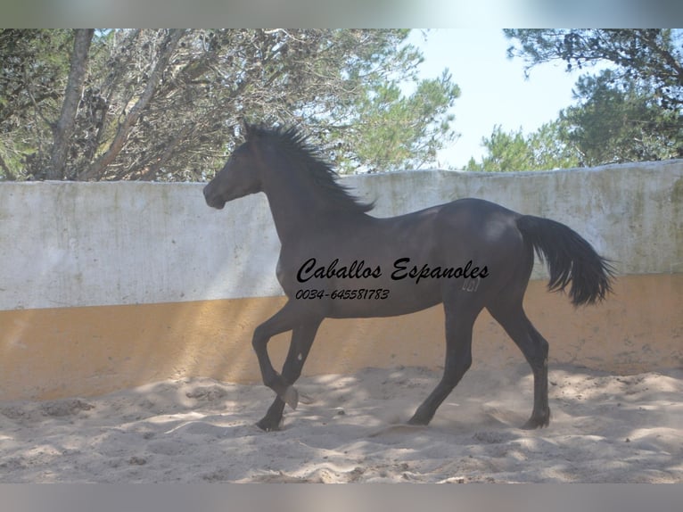 PRE Mix Ogier 2 lat 162 cm Kara in vejer de la frontera