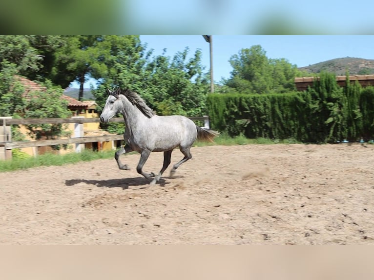 PRE Ogier 2 lat 162 cm Siwa jabłkowita in Sagunt/Sagunto