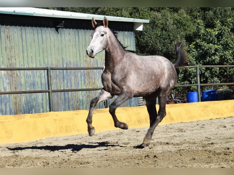 PRE Mix Ogier 2 lat 162 cm Siwa in Provinz Malaga