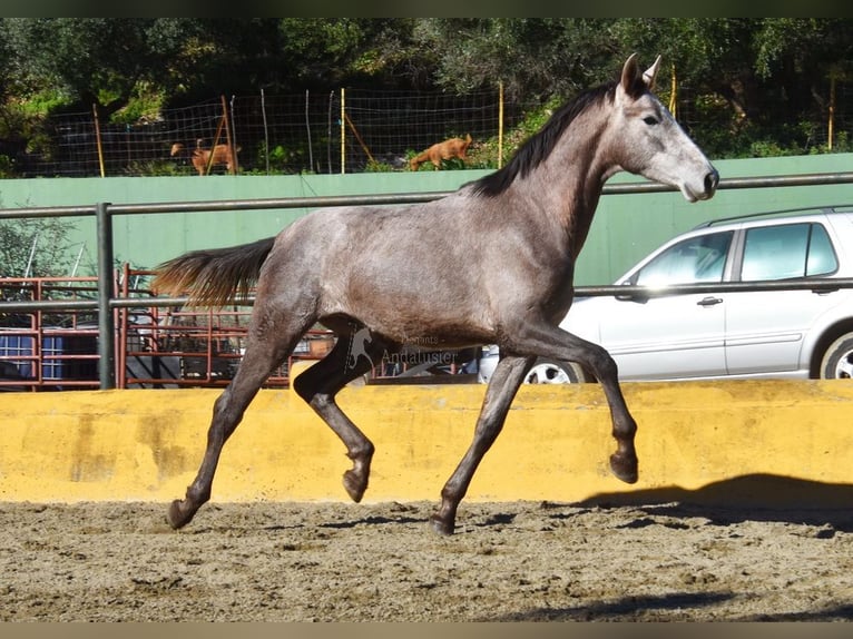 PRE Mix Ogier 2 lat 162 cm Siwa in Provinz Malaga