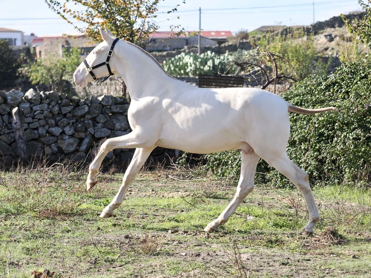 PRE Mix Ogier 2 lat 164 cm Perlino in Navas Del Madroño