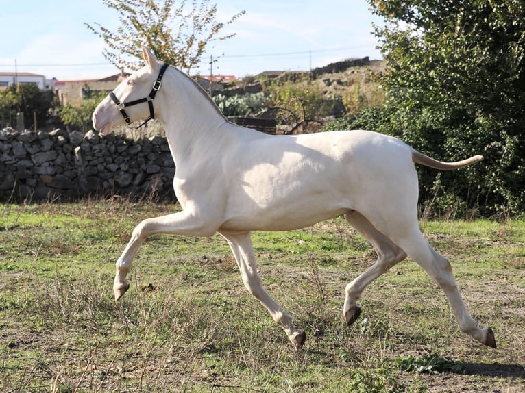 PRE Mix Ogier 2 lat 164 cm Perlino in Navas Del Madroño