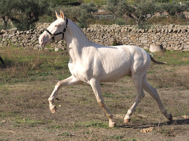 PRE Mix Ogier 2 lat 164 cm Perlino in Navas Del Madroño