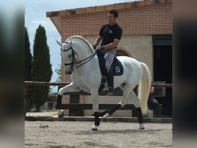 PRE Ogier 2 lat 165 cm Siwa in Alveringem