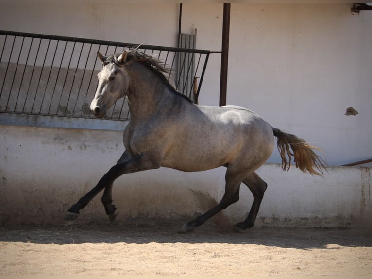 PRE Mix Ogier 2 lat 165 cm Siwa in Valencia