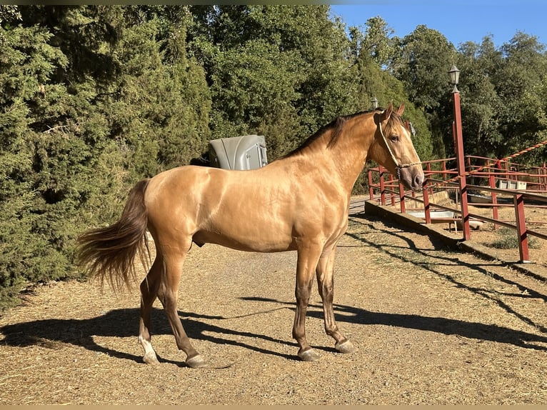 PRE Ogier 2 lat 165 cm Szampańska in Galaroza (Huelva)