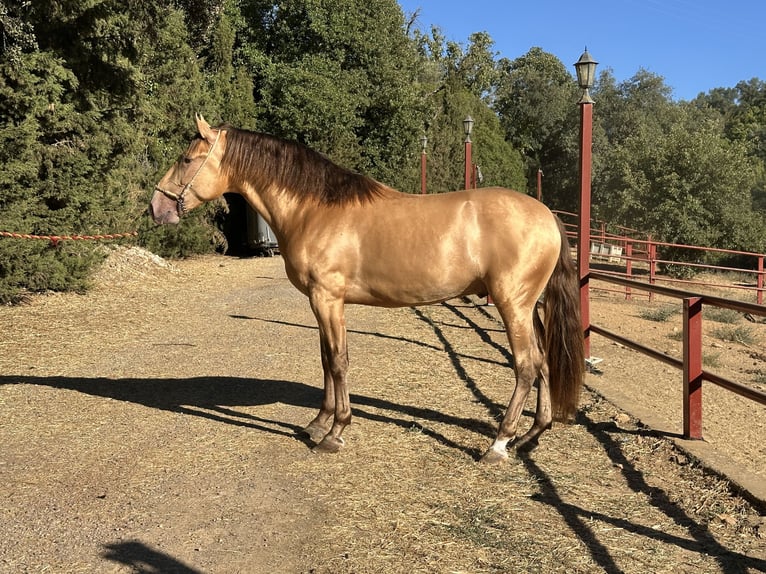 PRE Ogier 2 lat 165 cm Szampańska in Galaroza (Huelva)