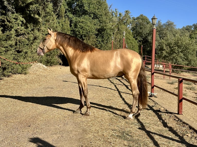 PRE Ogier 2 lat 165 cm Szampańska in Galaroza (Huelva)