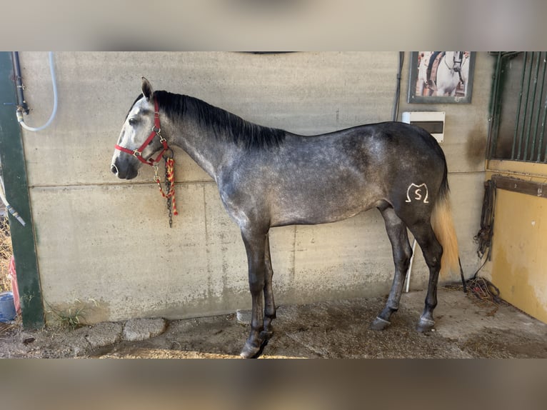 PRE Ogier 2 lat 166 cm Siwa in Alameda