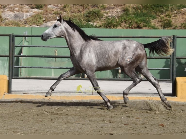 PRE Ogier 2 lat 167 cm Siwa in Provinz Malaga