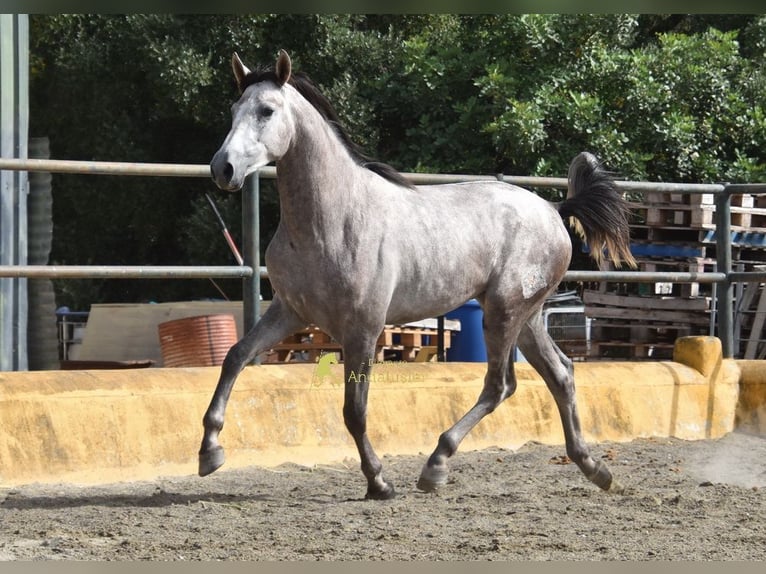 PRE Ogier 2 lat 167 cm Siwa in Provinz Malaga