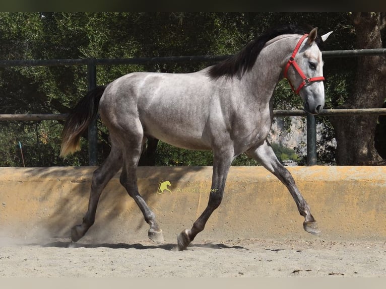 PRE Ogier 2 lat 167 cm Siwa in Provinz Malaga
