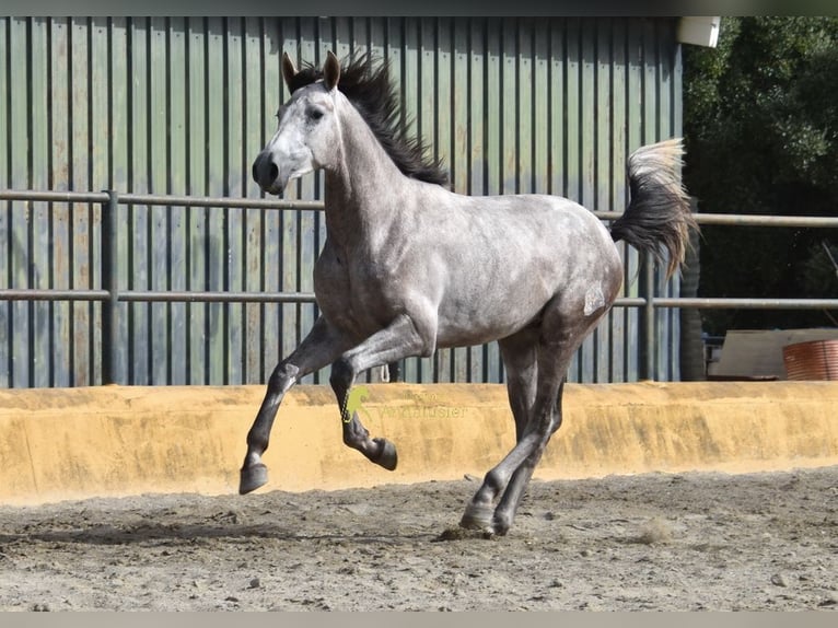 PRE Ogier 2 lat 167 cm Siwa in Provinz Malaga