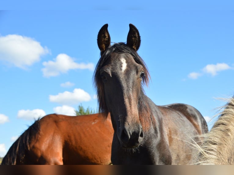 PRE Mix Ogier 2 lat 167 cm Siwa w hreczce in Arendsee