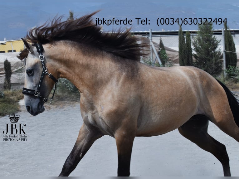 PRE Mix Ogier 2 lat 168 cm Bułana in Tabernas Almeria