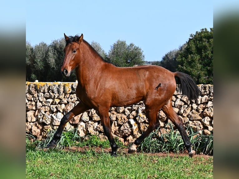 PRE Mix Ogier 2 lat 168 cm Gniada in Menorca