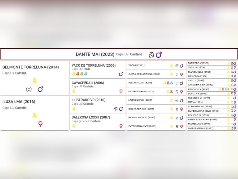 PRE Mix Ogier 2 lat 169 cm Gniada in Cacheirasteo PRE Mix Ogier 2 lat 169 cm Gniada in Cacheirasteo