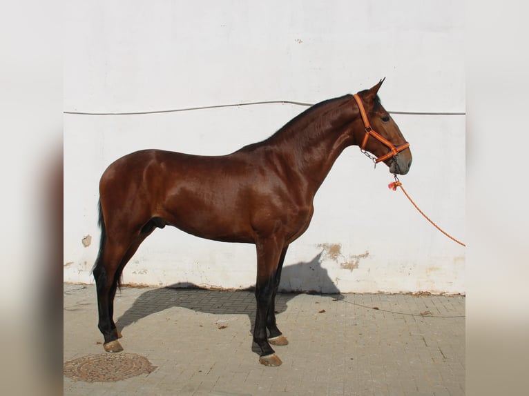 PRE Mix Ogier 2 lat 170 cm Gniada in Vejer de la Frontera