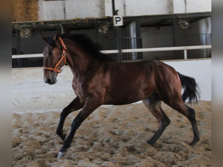 PRE Mix Ogier 2 lat 170 cm Gniada in Vejer de la Frontera
