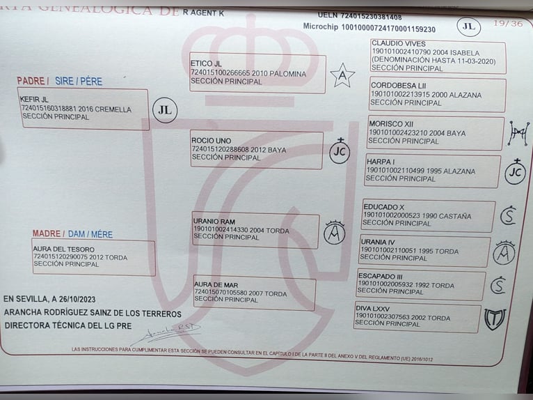 PRE Mix Ogier 2 lat Bułana in Belgern