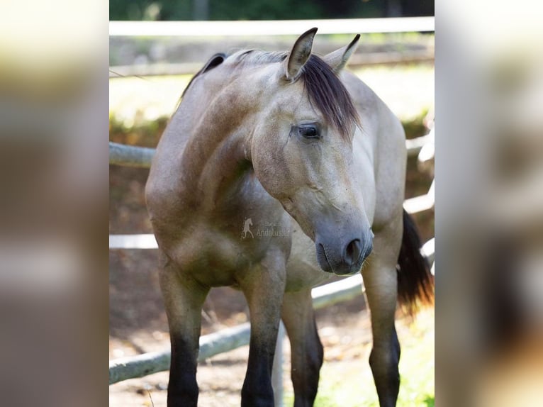 PRE Ogier 2 lat Bułana in klagenfurt